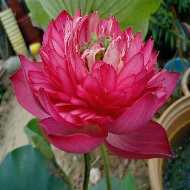 荷花培育 基地批发荷花苗 荷花苗水生荷花 荷花苗 荷花基地