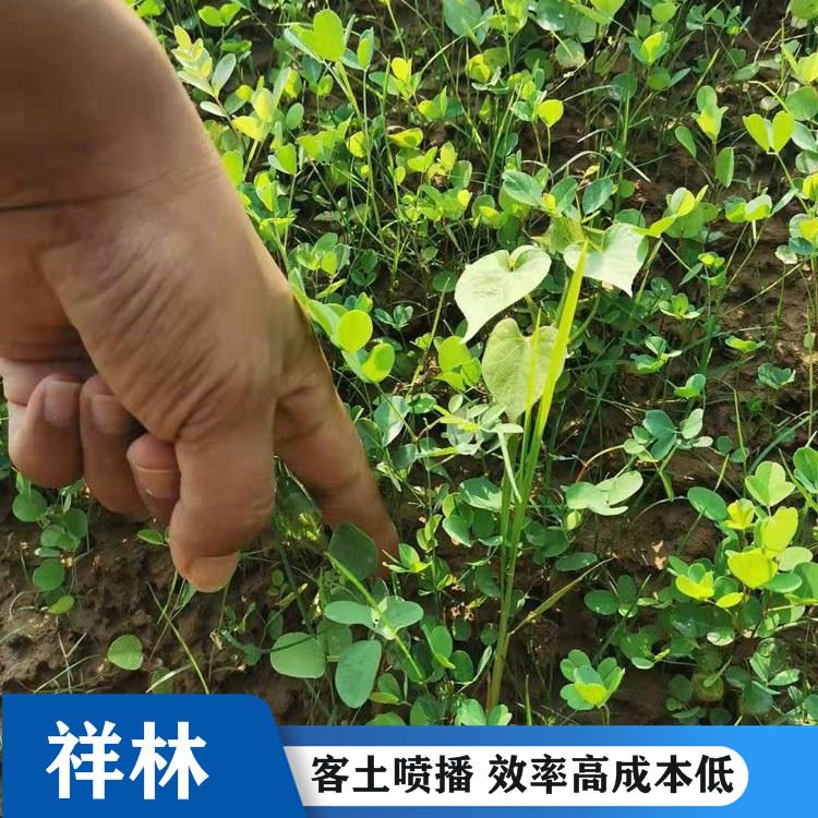 祥林承接客土喷播 客土喷播 生态修复