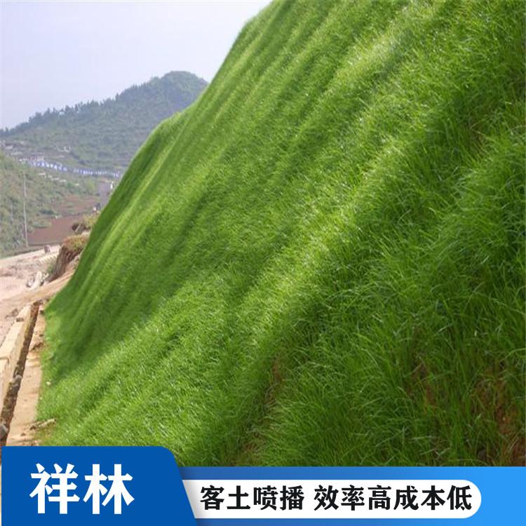 承接客土喷播 边坡绿化 绿化喷播厂家