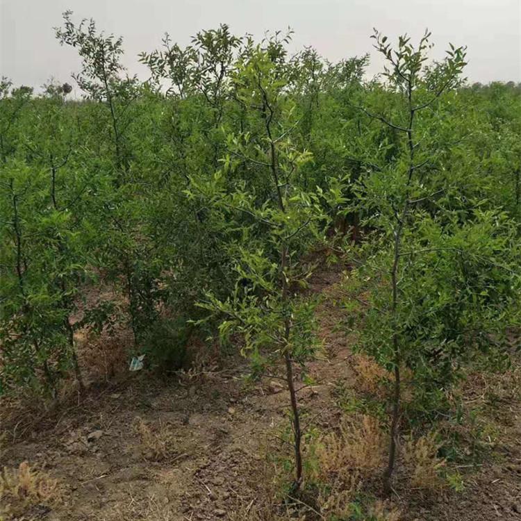 2公分枣树苗价格 新金丝4号枣树苗批发 当年结果 品种齐全
