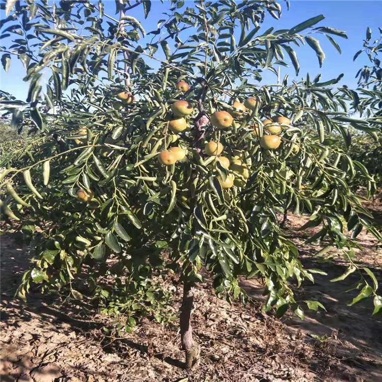 冬枣二号树苗批发  冬枣种植基地