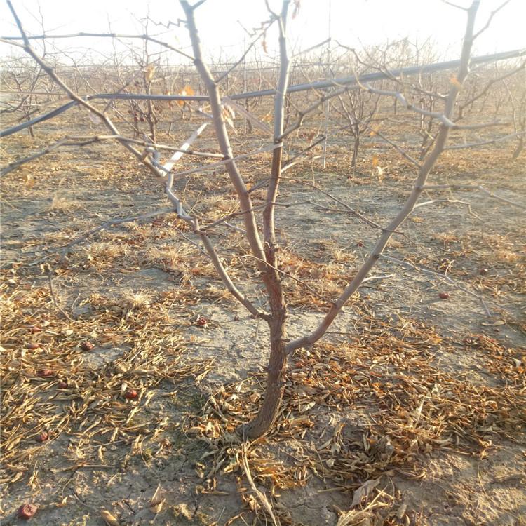 批发冬枣树苗 沾化冬枣树苗价格 现挖现卖 品种纯正