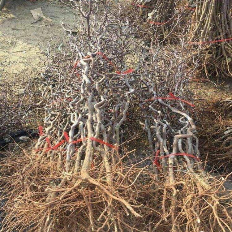 蟠枣树苗厂家供应 龙须枣树苗视频与技术指导