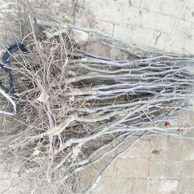 大量供应龙枣树苗 梨枣树苗批发基地价格实惠 口感脆甜