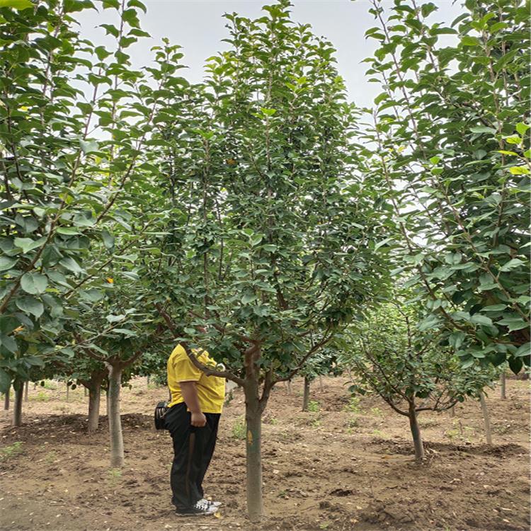基地直供 八棱海棠景观树 八棱海棠苗木 15公分八棱海棠苗 现货供应