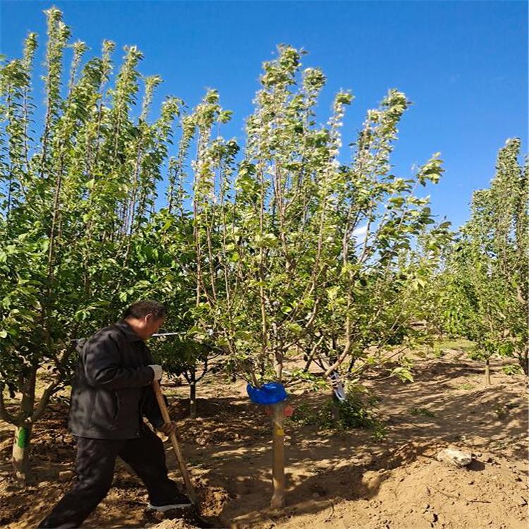 长期销售 八棱海棠树 绿化用海棠树 品质保证 规格齐全 欢迎洽谈