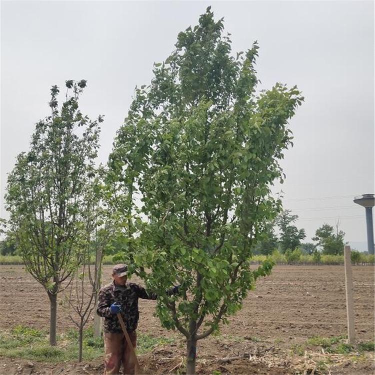 八棱海棠树 道路绿化专用树 八棱海棠树种植基地 存活率高 厂家