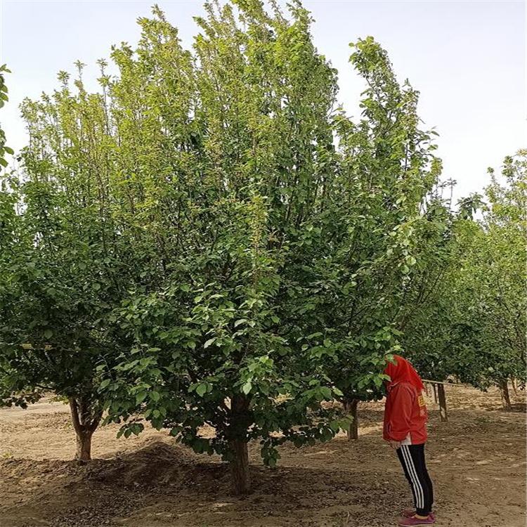 供应各种规格八棱海棠树  绿化用海棠树   果海棠苗圃出售