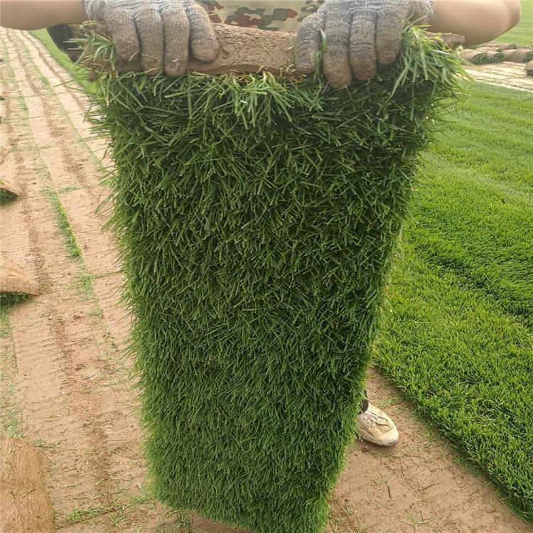 漯河冷季型草坪施工 星空 四季青草坪