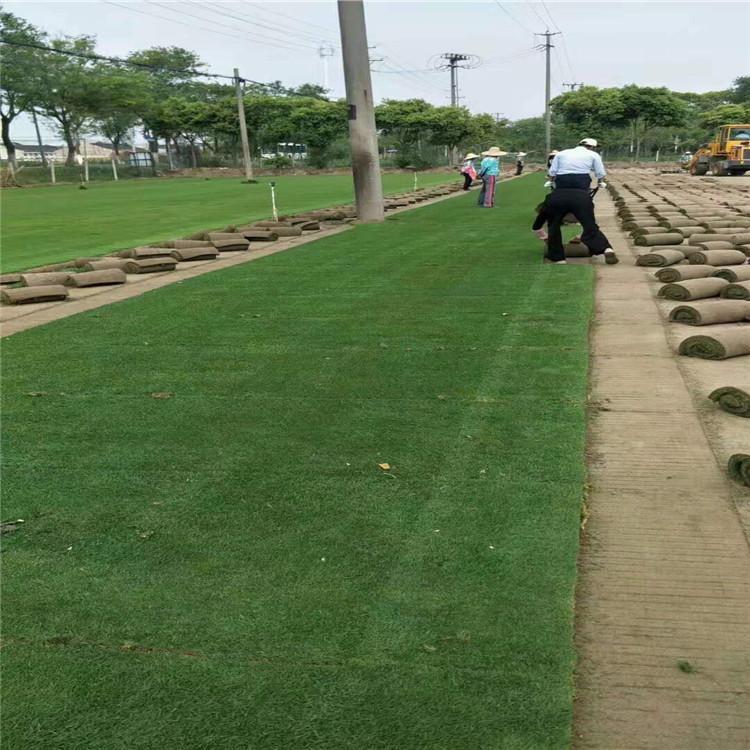晋中冷季型草坪工程报价 星空 剪股颖草坪