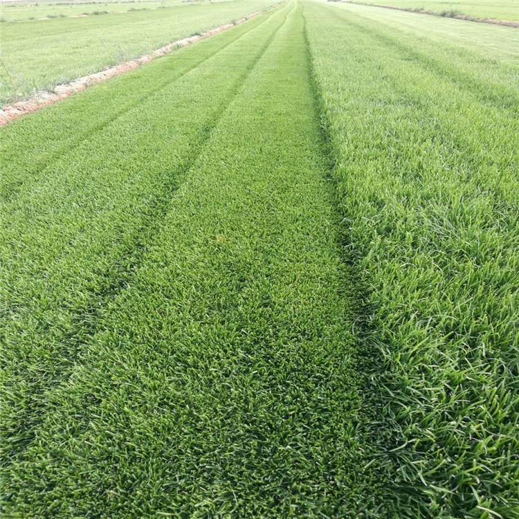 漯河冷季型草坪施工 星空 四季青草坪