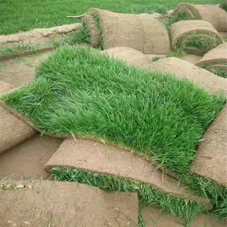 运城高羊茅草坪施工 星空 剪股颖草坪