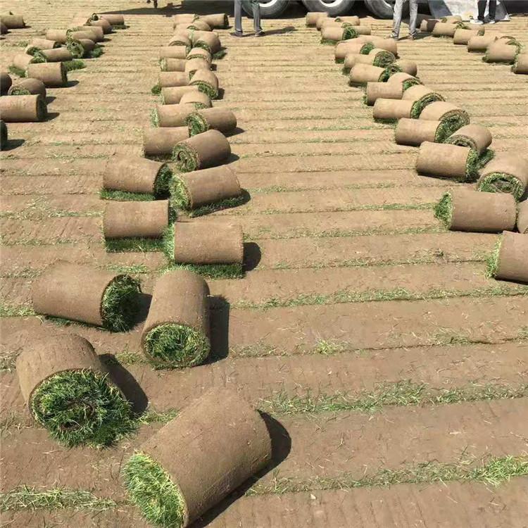 开封高羊茅草坪报价 星空 剪股颖草坪
