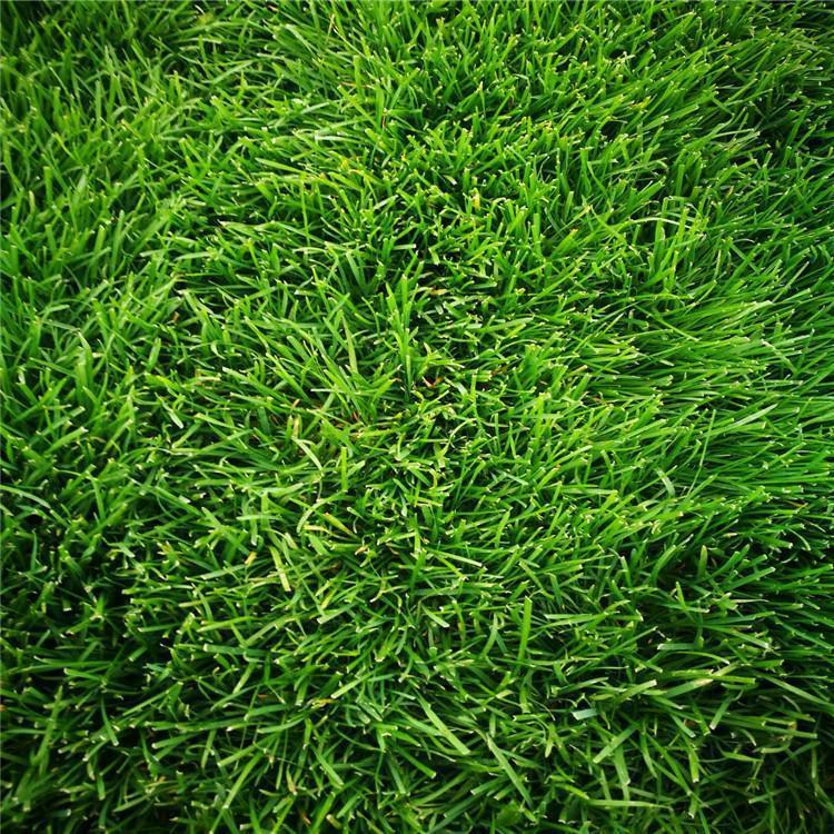                                                                                    青岛冷季型草坪工程报价 星空 四季青草坪