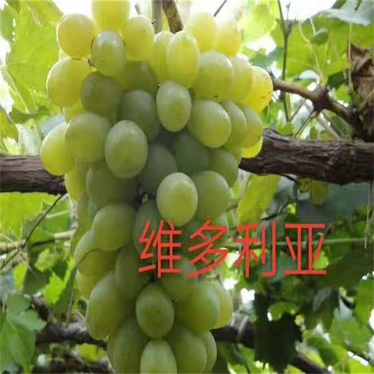 维多利亚葡萄苗  量大价优 品质保证 专业种植