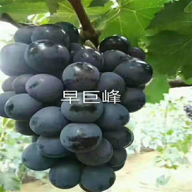 巨峰葡萄苗 无核葡萄苗 自产自销品种纯正 鑫隆厂家