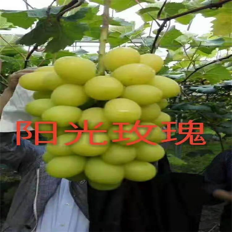 阳光玫瑰葡萄苗基地 阳光玫瑰葡萄苗价格及报价 鑫隆农业 品种纯正 自产自销