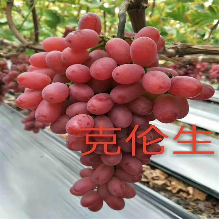 鑫隆 克伦生葡萄苗  成活率高 香甜可口 质量好