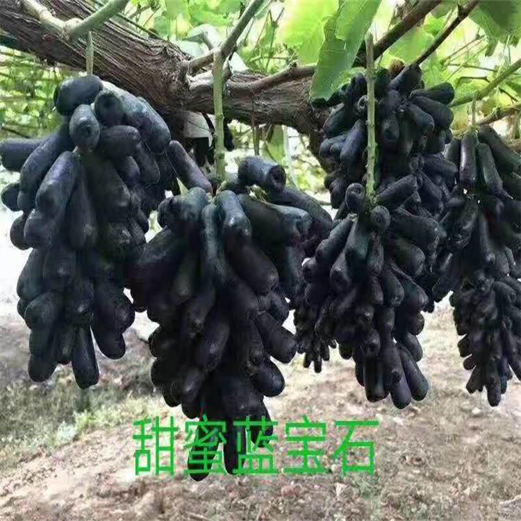 嫁接蓝宝石葡萄苗  个大香甜 根系发达