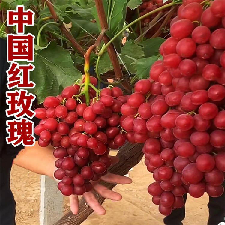 供应葡萄苗  红玫瑰葡萄苗  易成活易管理