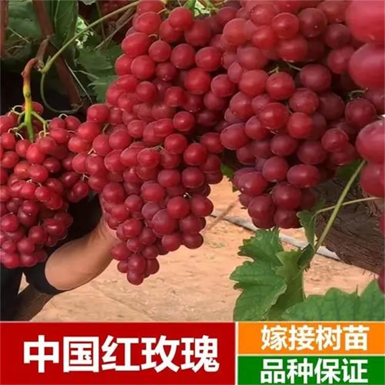 红玫瑰葡萄苗种植基地  鑫隆农业 品质好 质优价廉