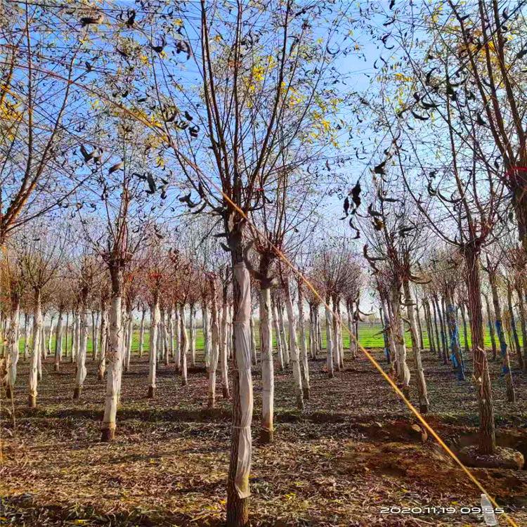 6公分金叶榆 金叶榆球 旭绿苗木 成活率高