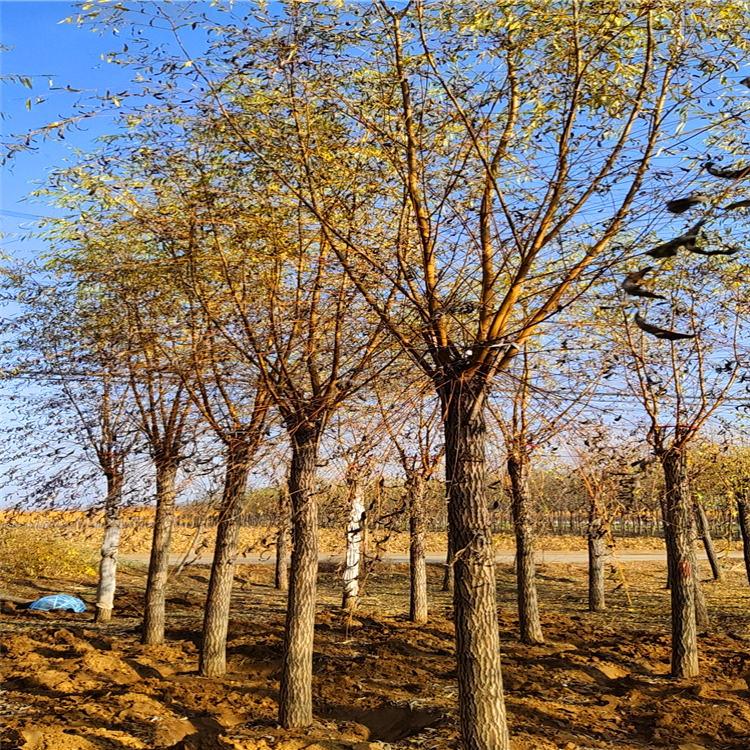 地接金叶榆 高杆金叶榆 旭绿苗木 常年出售