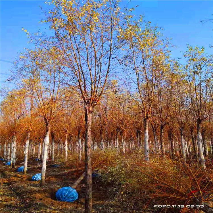 地接金叶榆 矮接金叶榆 旭绿苗木 欢迎选购