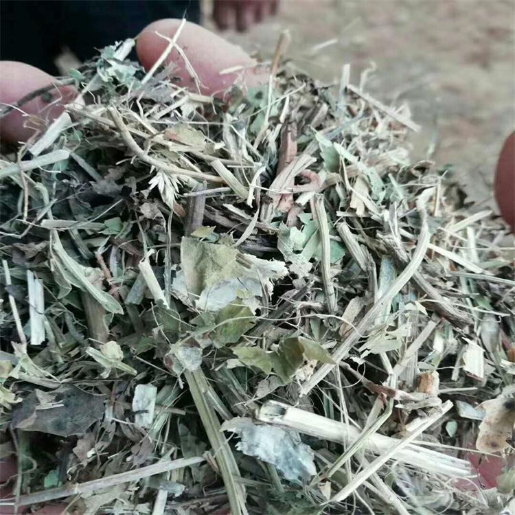 花生秧草质柔暖无地膜蛋白高 牛羊的理想选择