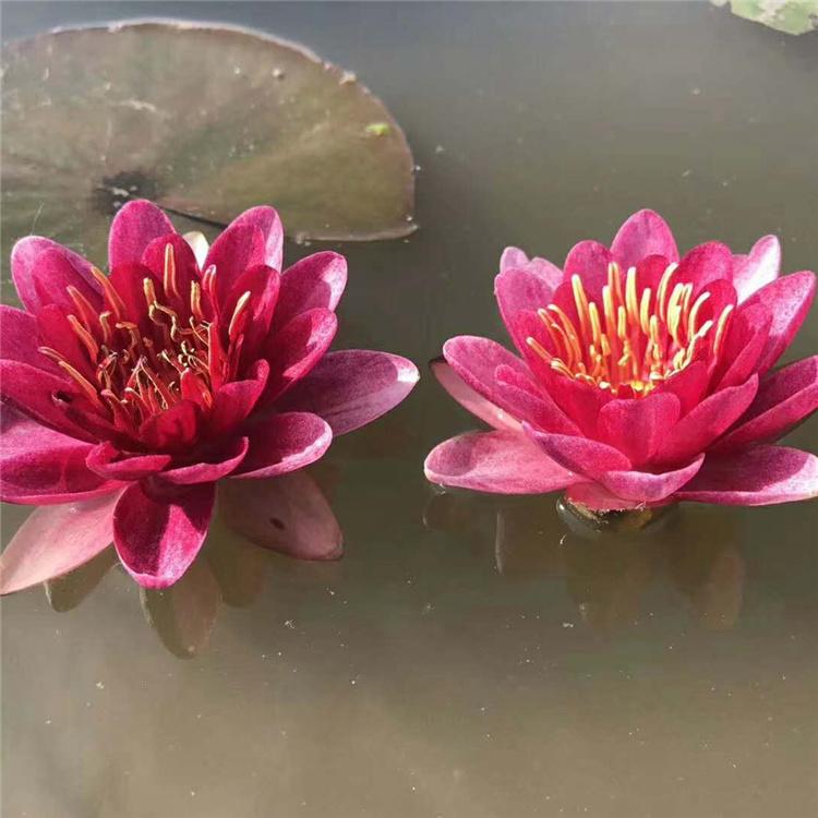 大量供应优质睡莲 耐寒睡莲  睡莲苗 耐寒睡莲基地