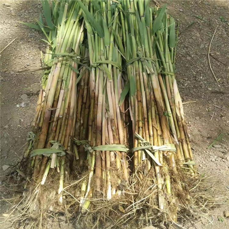芦苇苗 绿化芦苇苗 净化水质 芦苇根 柴根