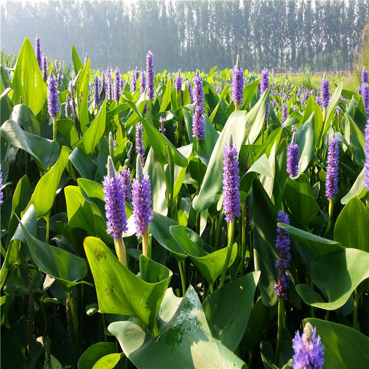 梭鱼草盆栽 池栽 园林美化栽植于河道两侧 池塘四周