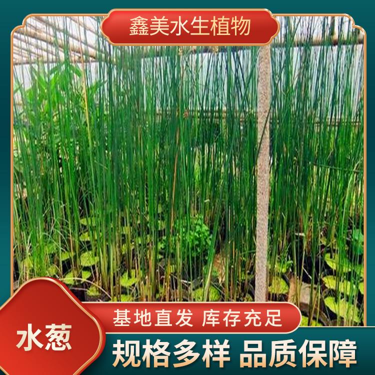水生盆栽水葱 水体绿化植物 易成活栽种工程项目可用