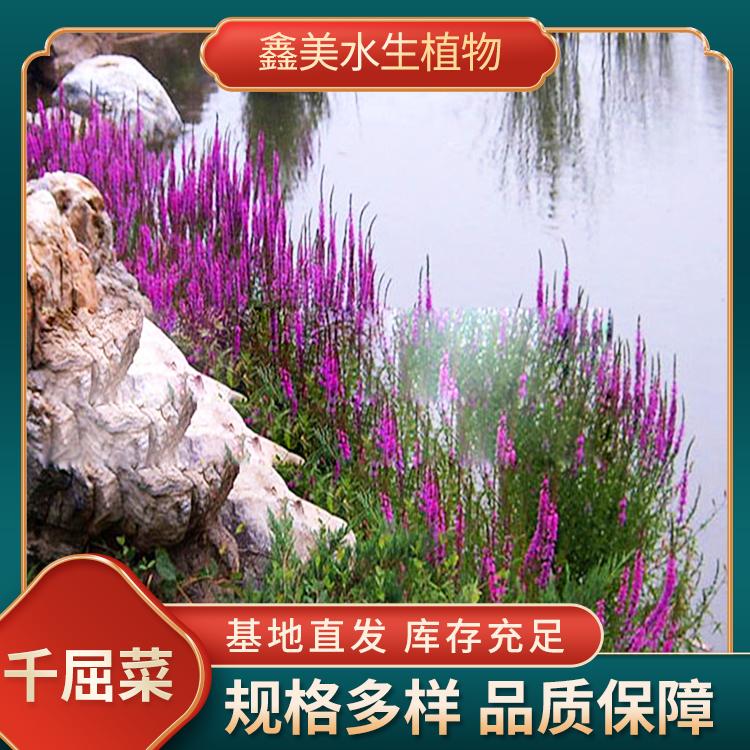 千屈菜种苗  适合在河道湿地公园池塘种植绿化 