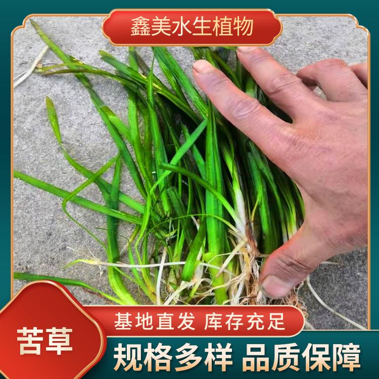 沉水植物 四季常绿 矮生苦草 净化水质 枯草水生