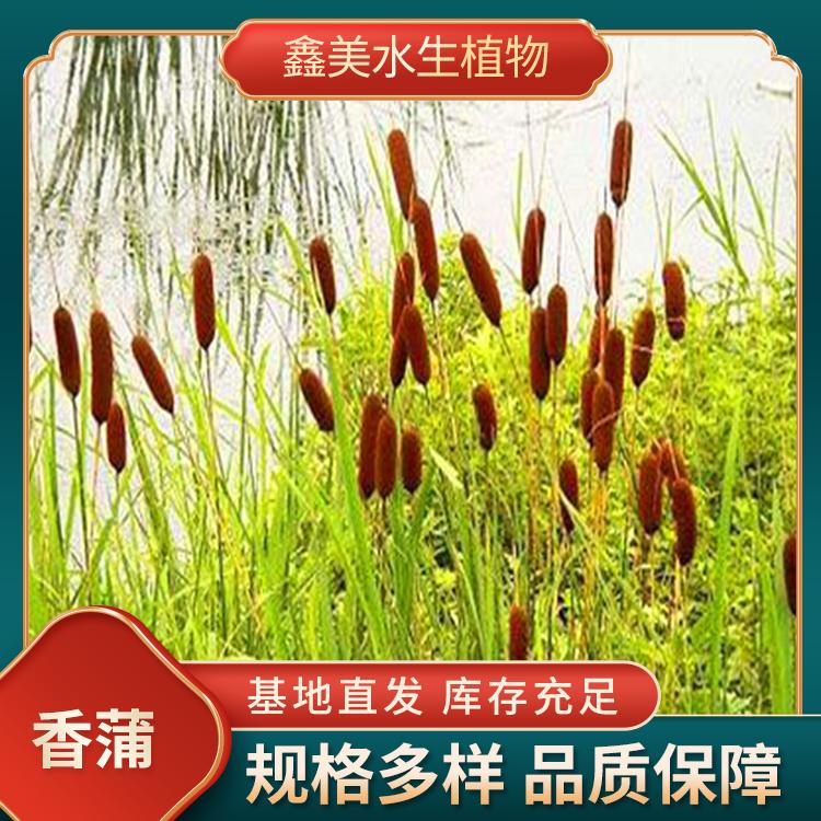 河道绿化植物香蒲 喜温暖湿 观叶植物 易成活 生长速度快