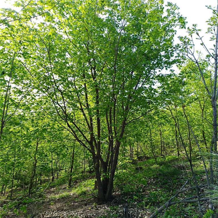 沧州希宁  丛生五角枫培育基地  