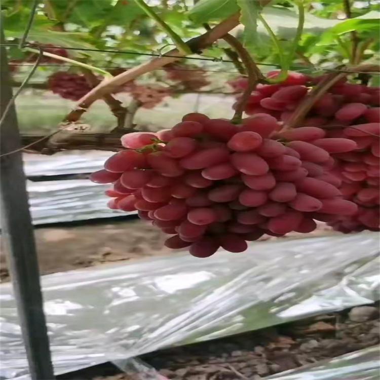 澳洲无核葡萄苗供应基地 无病虫害长势好