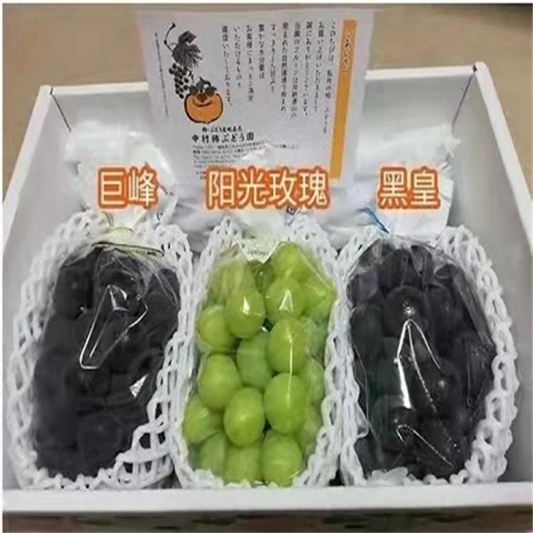 黑皇葡萄苗种植技术 保湿发货根系发达