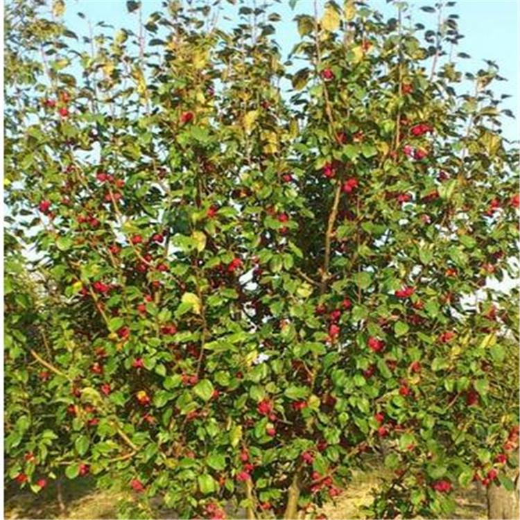 八棱海棠树 苗木种植基地 八棱海棠树 枝条细长 树型优美 批发价格 