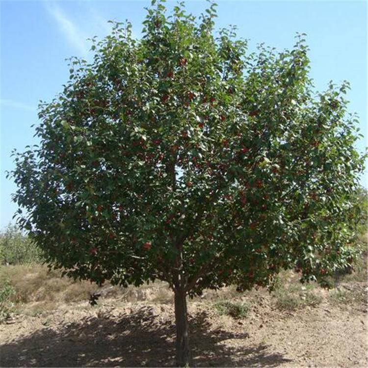 张家口 八棱海棠树 苗木基地直供 基地常年供应 品质高 欢迎洽谈