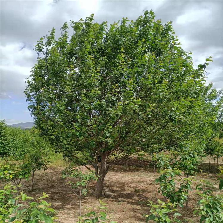 张家口八棱海棠绿植基地考察 八棱海棠树 存活率高