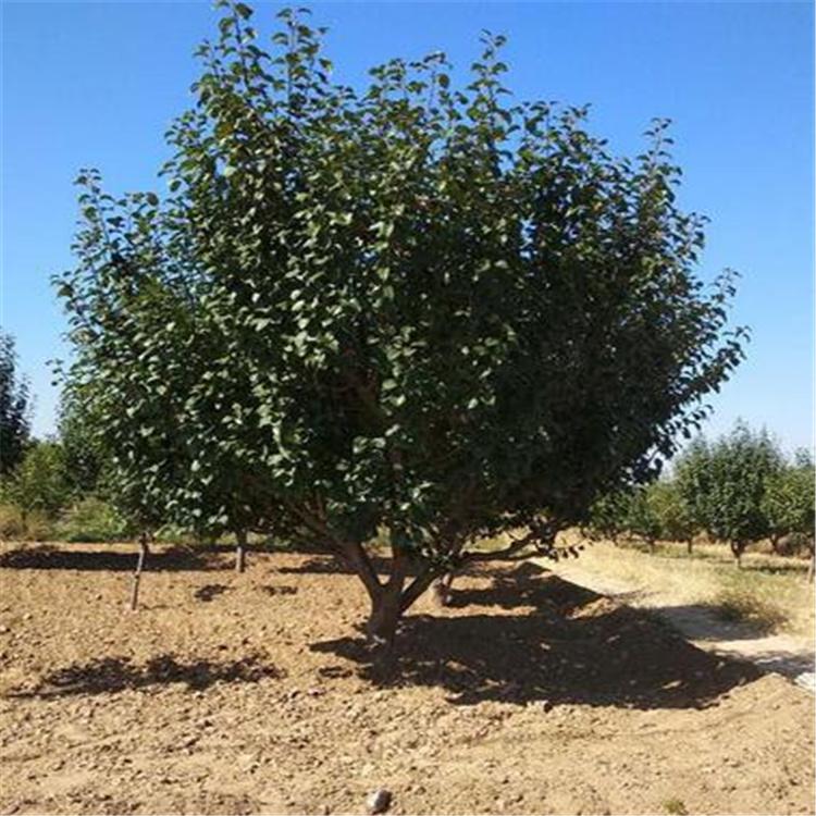 八棱海棠树苗批发工程绿化苗木海棠苗 规格齐全 海棠树苗