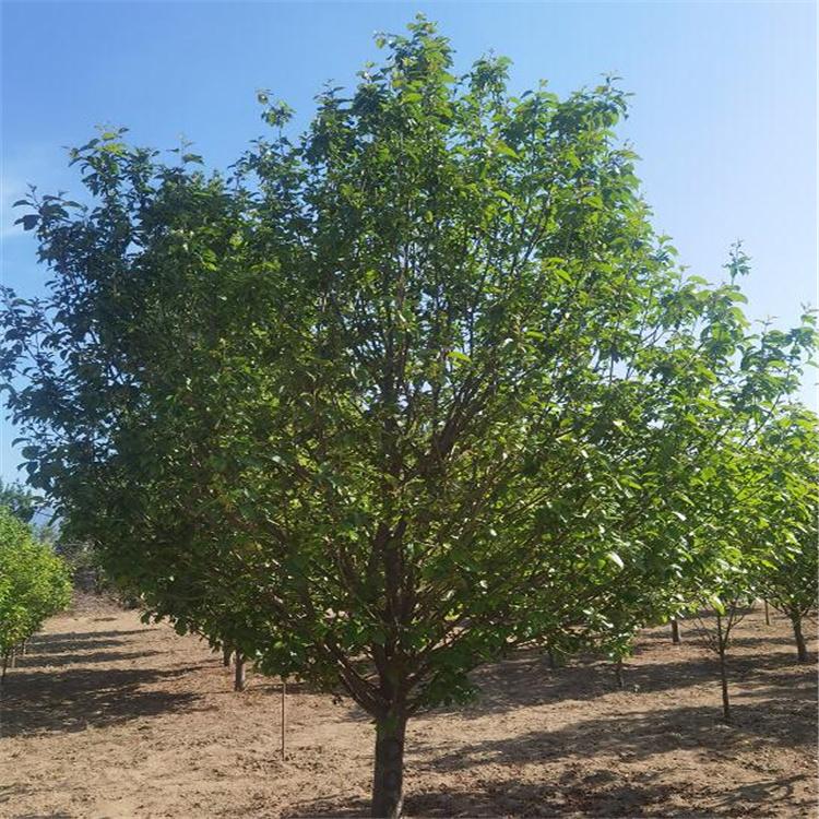 八棱海棠基地大量出售海棠小苗 量大优惠 规格齐全 价格优惠