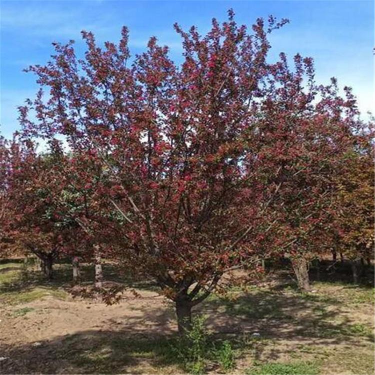 学强苗木 基地直销 八棱海棠 八棱海棠树苗批发 长期供应