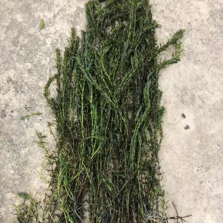 水藻 沉水植物 水藻批发 黑藻 狐尾藻 现货供应