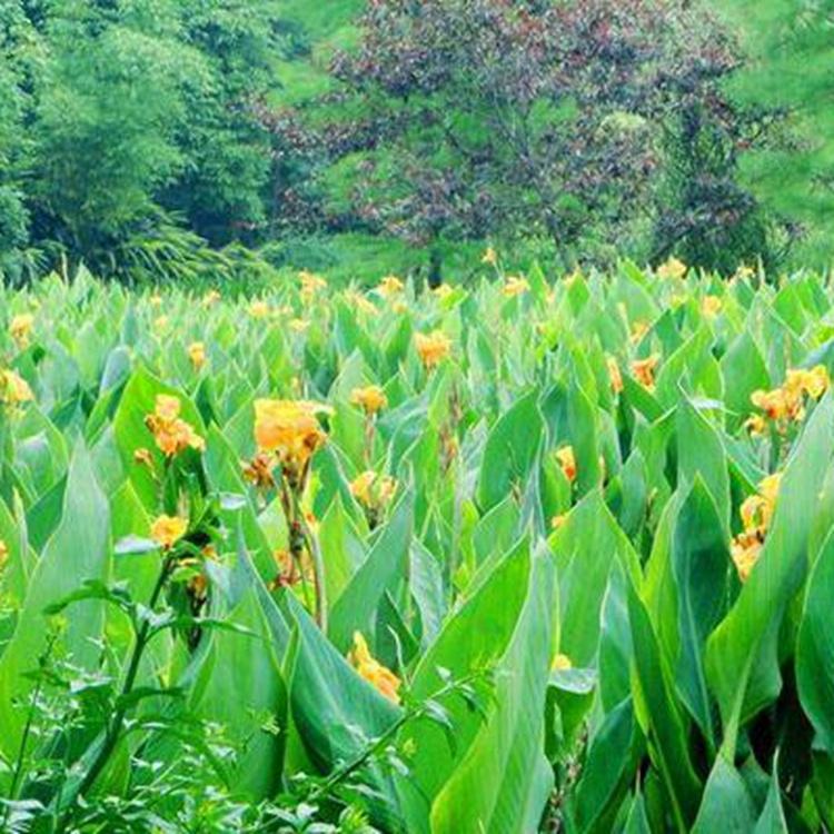 美人蕉观赏水生 水生美人蕉绿化湿地批发基地美然