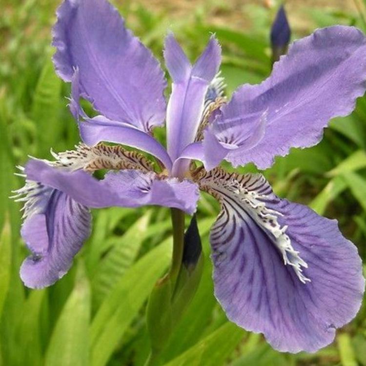 鸢尾出售 宿根植物鸢尾批发 宿根植物鸢尾销售