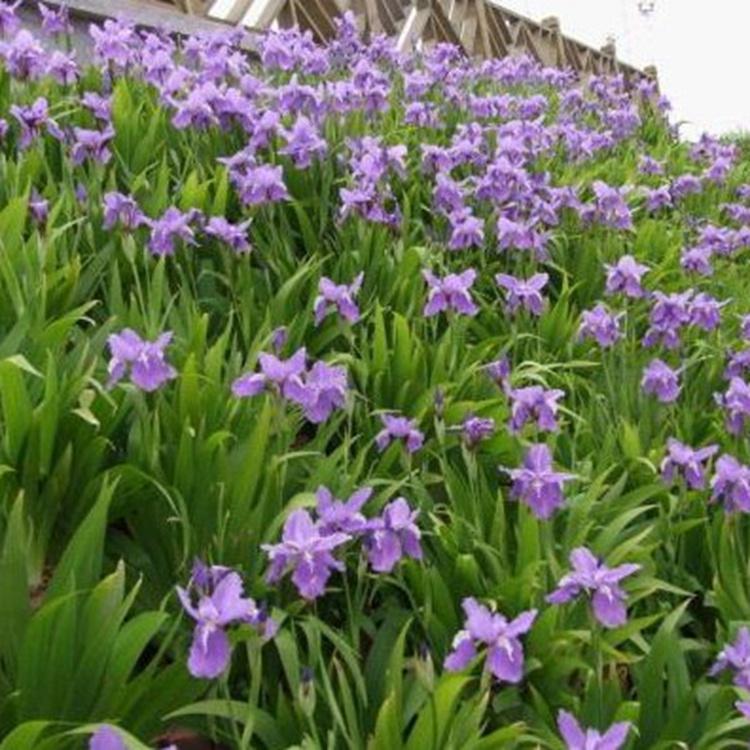 水生植物鸢尾 蓝花鸢尾花期 宿根植物鸢尾销售