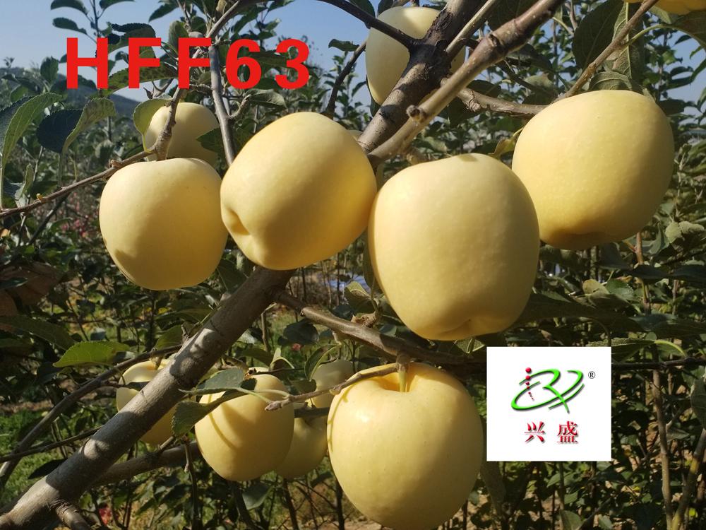 苹果苗晚熟优新品种——HFF63